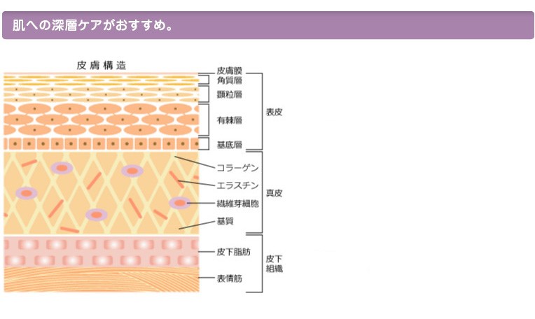 皮膚構造